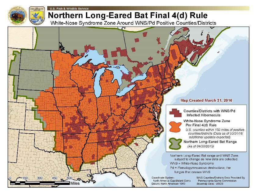 Northern LongEared Bat, Final Ruling Vermont Woodlands Association